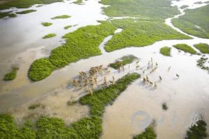 鼎城河道采砂管理小组——守护生态的绿色卫士